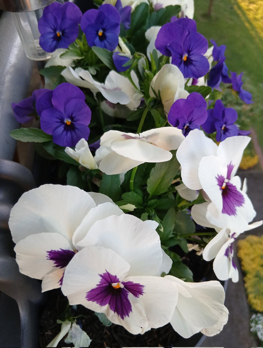 Caroline011x's tweet photo. ☆•☆ Enjoy the last day in April. See you later. Ciao ... 💜🕊🥰☀️🍀👋 ☆•☆

📷 me https://t.co/l8ZpIzXiPw