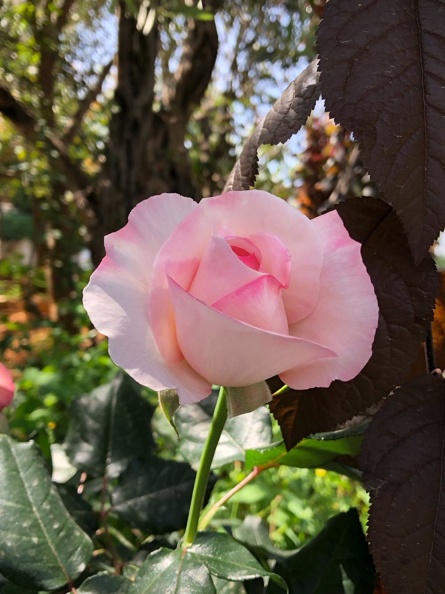 marie_nassar's tweet image. Good morning X-Friends…Happy Thursday 🌷🍃☕️💗💗💗
My photo 📸

#ThursdayMorning 🌷 #CoffeeTime ☕️ #NatureBeauty 💞 #StayPositive 💐 #BeKindAlways 🌸 #PeaceAndLove 🕊️