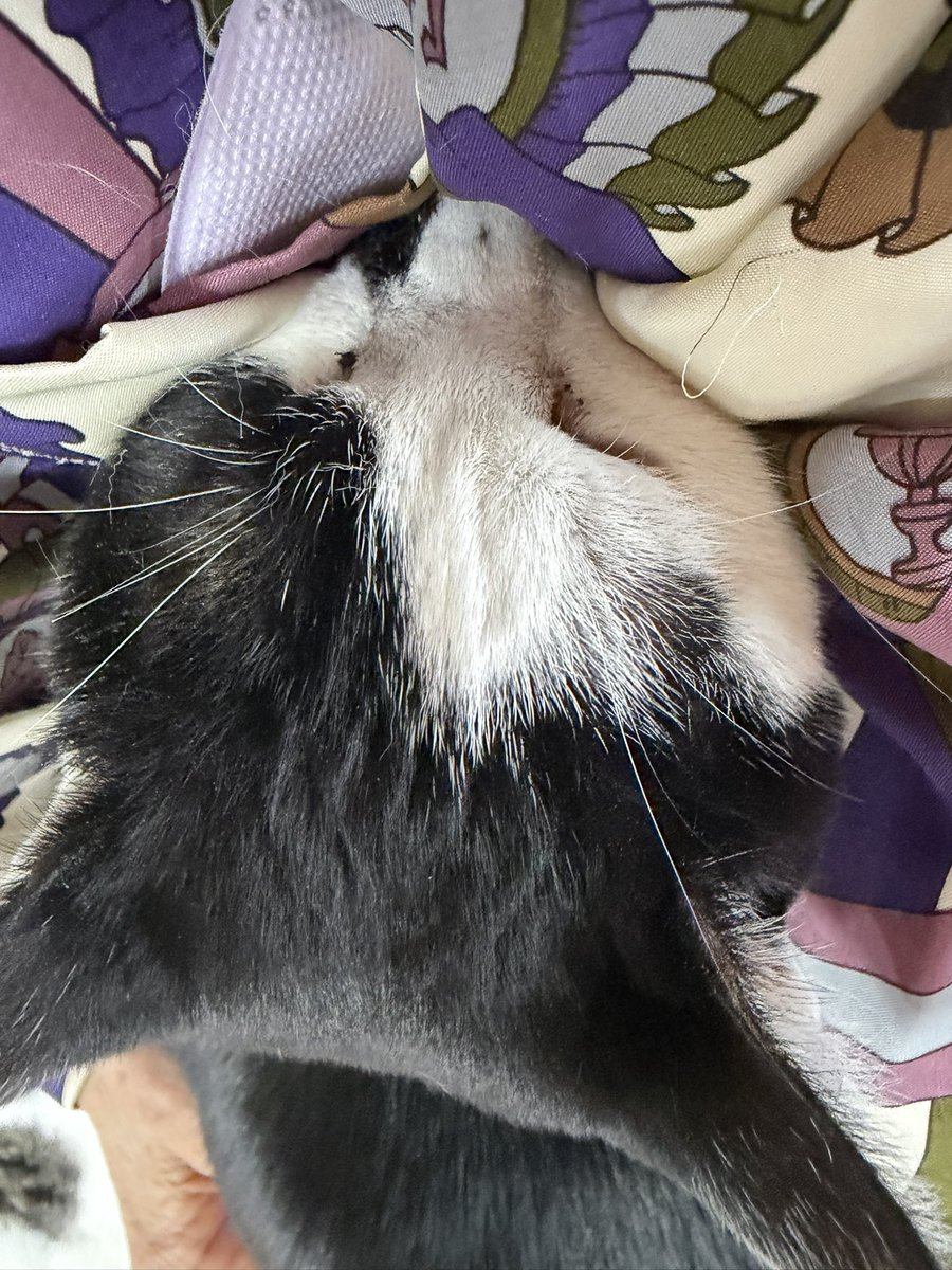 ヨオコ⚯̫ ◂Ⓘ▸迷い仔の黒ネコ🐾 tweet media