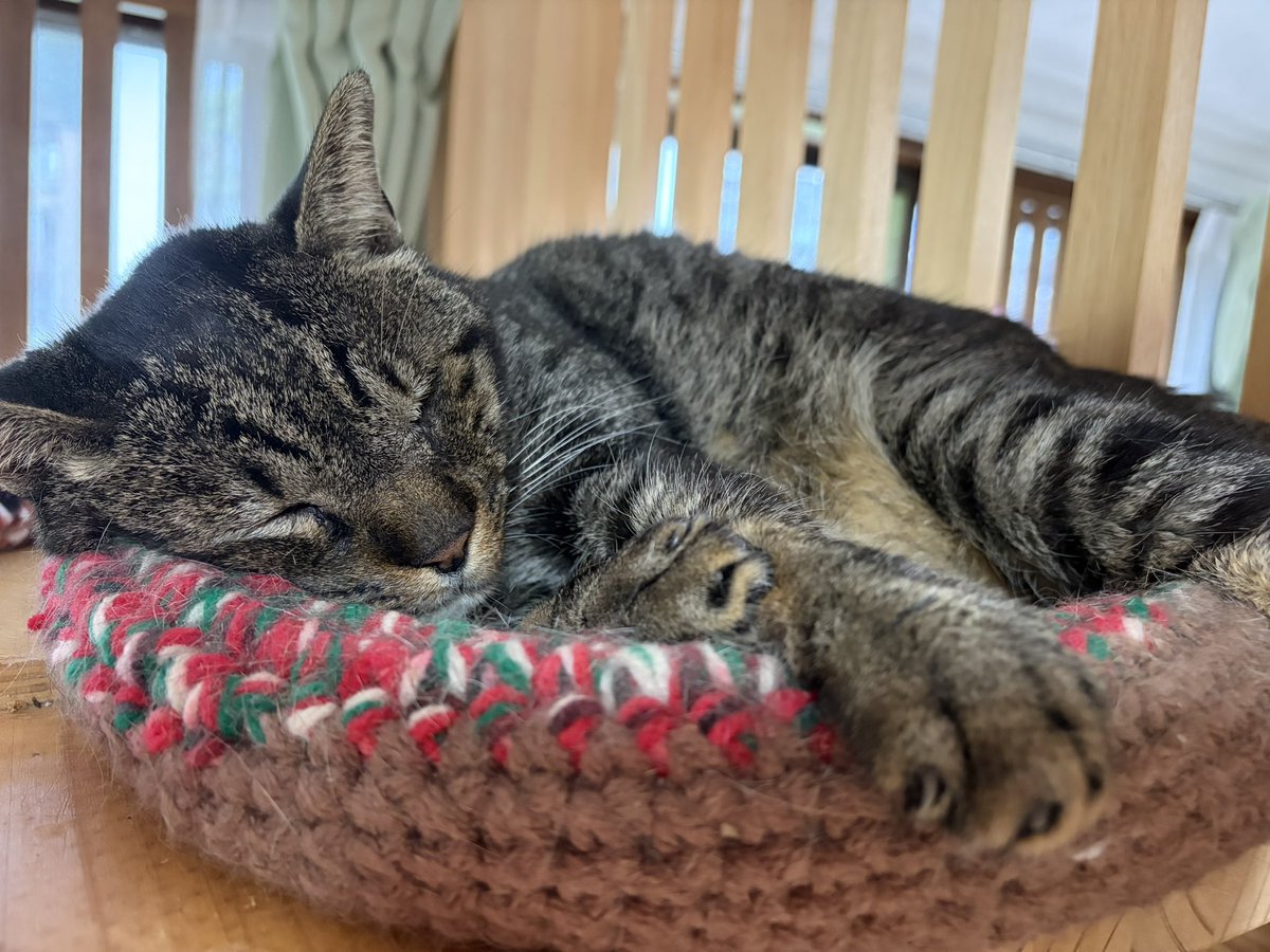 ヨオコ⚯̫ ◂Ⓘ▸迷い仔の黒ネコ🐾 tweet media