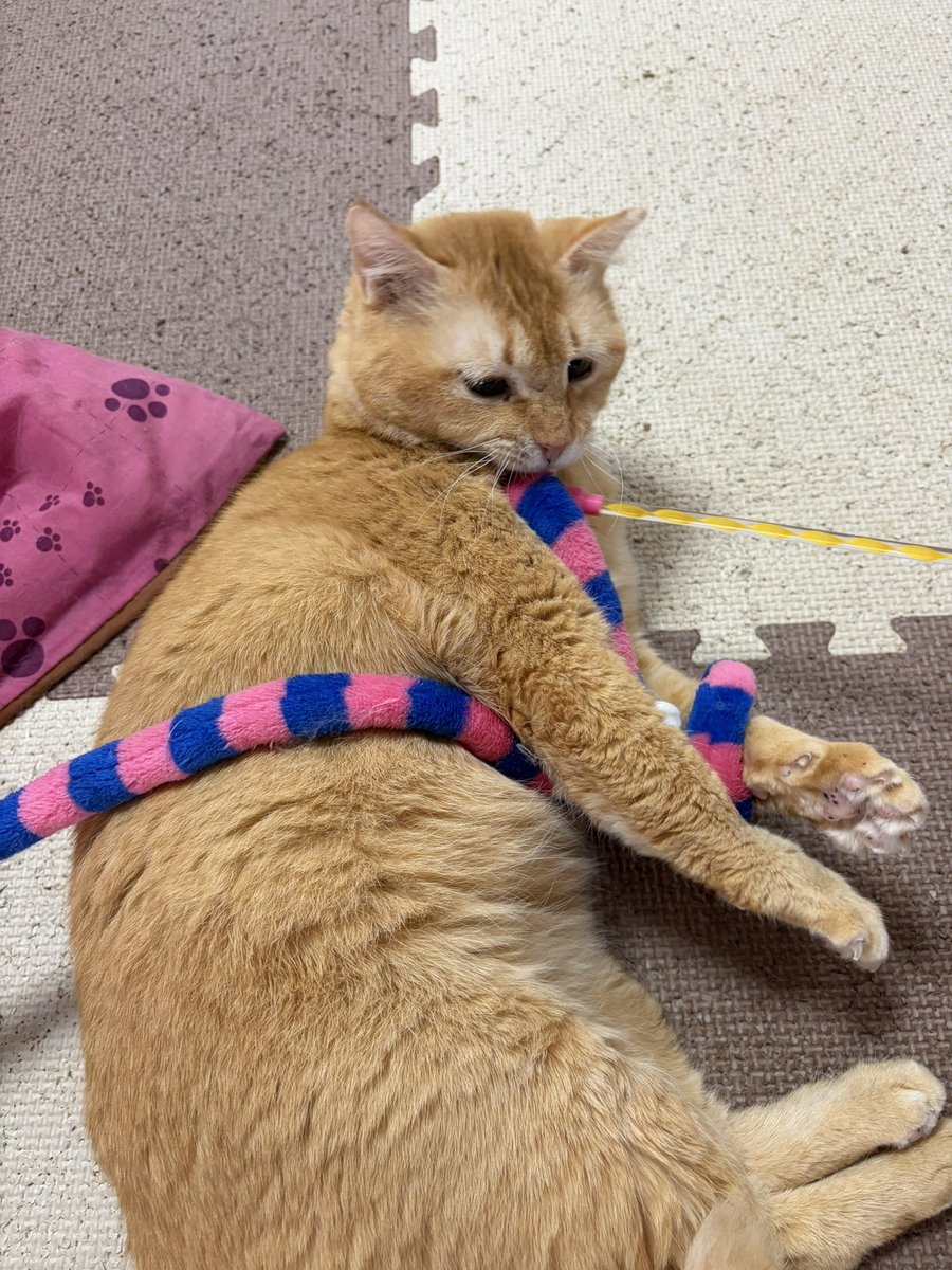 ヨオコ⚯̫ ◂Ⓘ▸迷い仔の黒ネコ🐾 tweet media