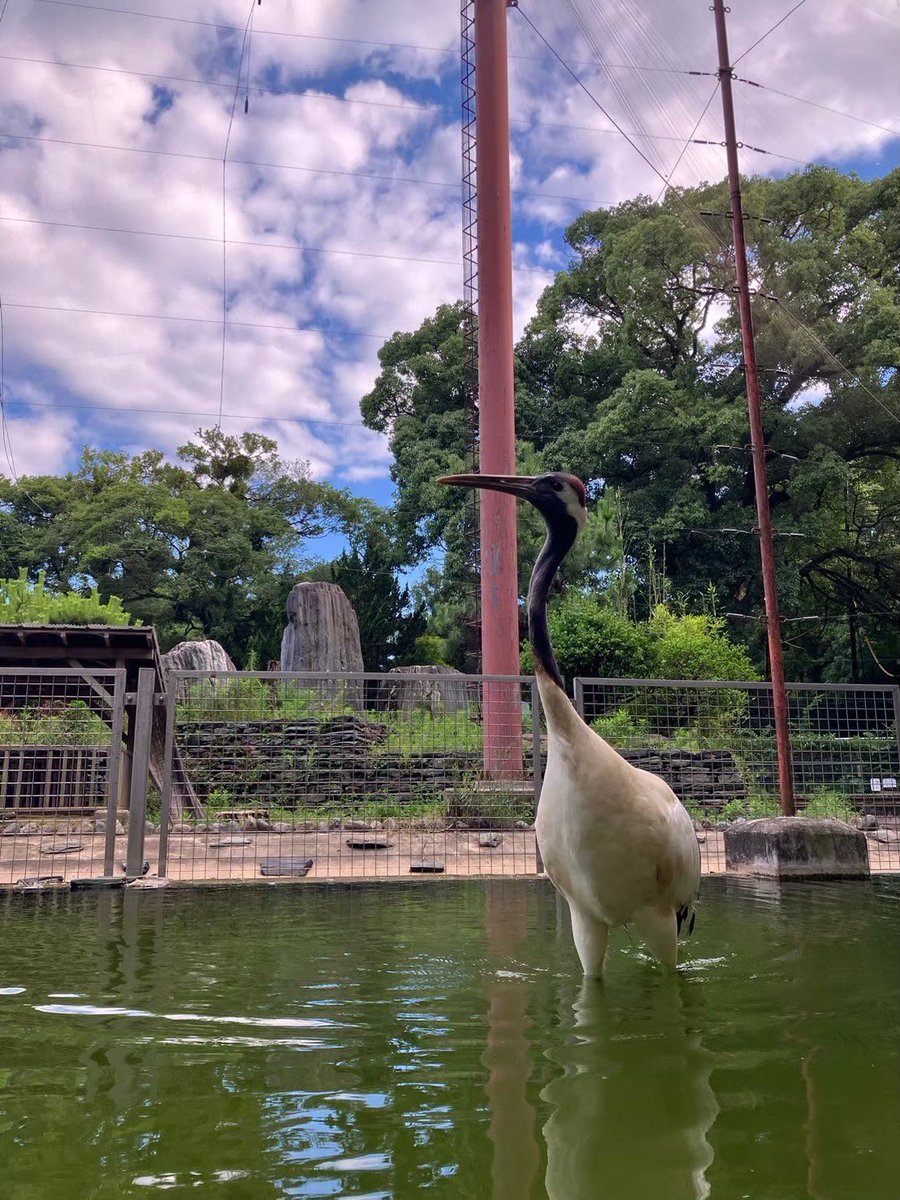 wakayamaparkzoo's tweet photo. 📢お知らせ

インフルエンザ対策により休園していた水禽園が先日より開園いたしました！
みなさま大変お待たせしました！

水鳥たちののびのびとした姿を是非見に来てあげてください☺️

⚠️中央の池に出ている鳥たちは15時にはお家に帰ります🏠

#和歌山城公園動物園 #和歌山城 #お城とzooっと https://t.co/JlHyTvo21O