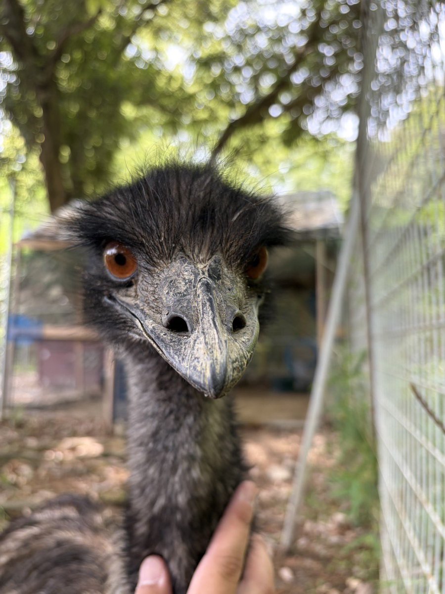 wakayamaparkzoo's tweet photo. 📢お知らせ

インフルエンザ対策により休園していた水禽園が先日より開園いたしました！
みなさま大変お待たせしました！

水鳥たちののびのびとした姿を是非見に来てあげてください☺️

⚠️中央の池に出ている鳥たちは15時にはお家に帰ります🏠

#和歌山城公園動物園 #和歌山城 #お城とzooっと https://t.co/JlHyTvo21O