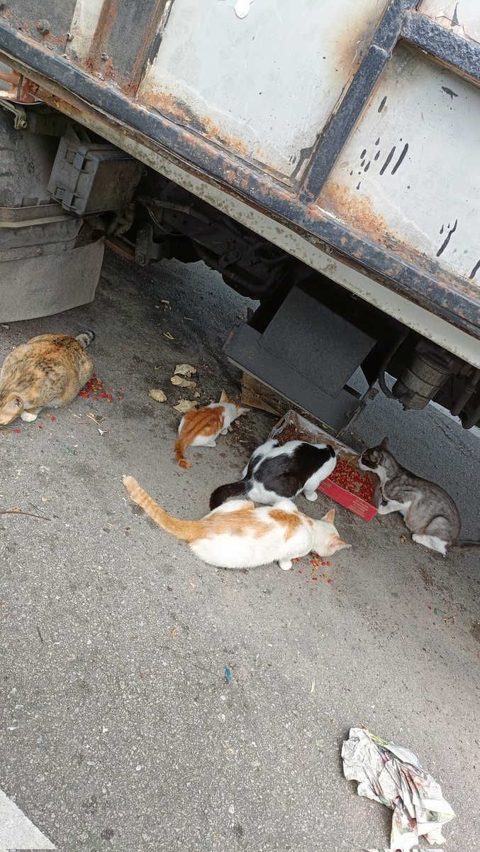 kyril_graguks's tweet image. Salam kawan2.Mohon bantuan kawan2. Kos setiap hari diperlukan 45kg sisa&amp;amp;kepala ayam(rm2),4 beg 10kg kibles🐈+8 tin wetfood 🐈,1 beg 15kg kibles 🐕‍🦺+ 10 tin wet food 🐕‍🦺. Kos ubatan ringan. Mohon bantuan.Cabarannya sgt hebat demi memastikan 🐕‍🦺🐈tak kelaparan. Mohon rt&amp;amp;kongsikan. Tk