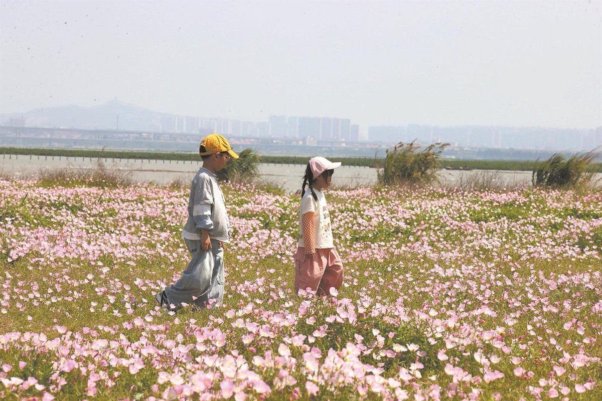 ShaoyangZe78966's tweet image. I was instantly captivated by this pink paradise by the sea! Moonflower blooms exuberantly… #Quanzhou #Floral Sea #Nature #City of World Heritage Sites #Tourism
