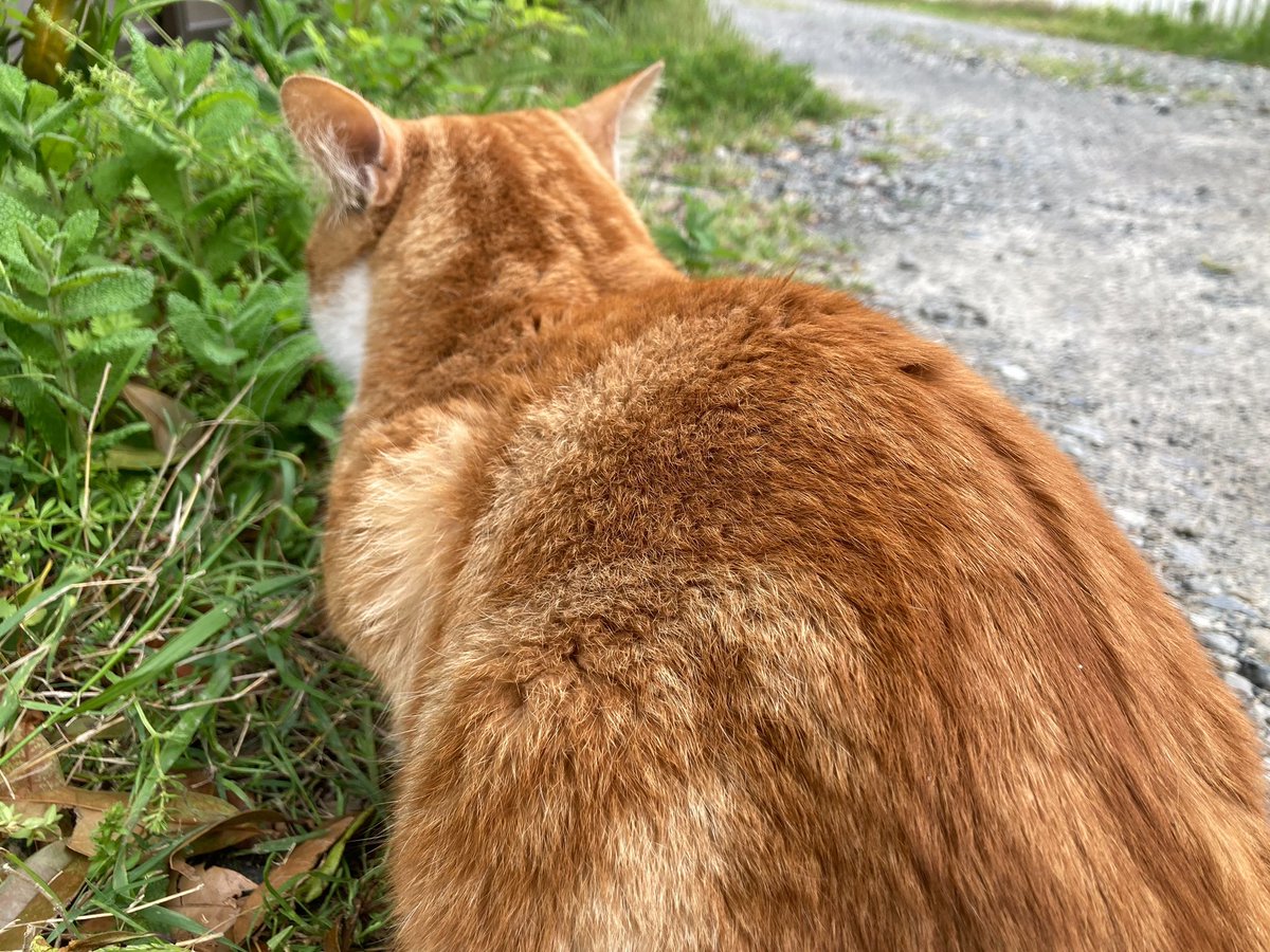 Oucc24's tweet photo. 4/29(水)は最後の新歓でみさお牧場に行ってきました！
4月中で合計9人の人が入部してくれました、ありがとうございます！！
もしまだ入部をお考えの人がいたら気軽にご連絡ください♪ https://t.co/dyLaxdvTZD