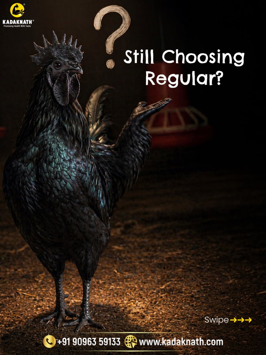 Kadaknath__'s tweet image. Choose The Best👍
#kadaknath #chicken #eggs