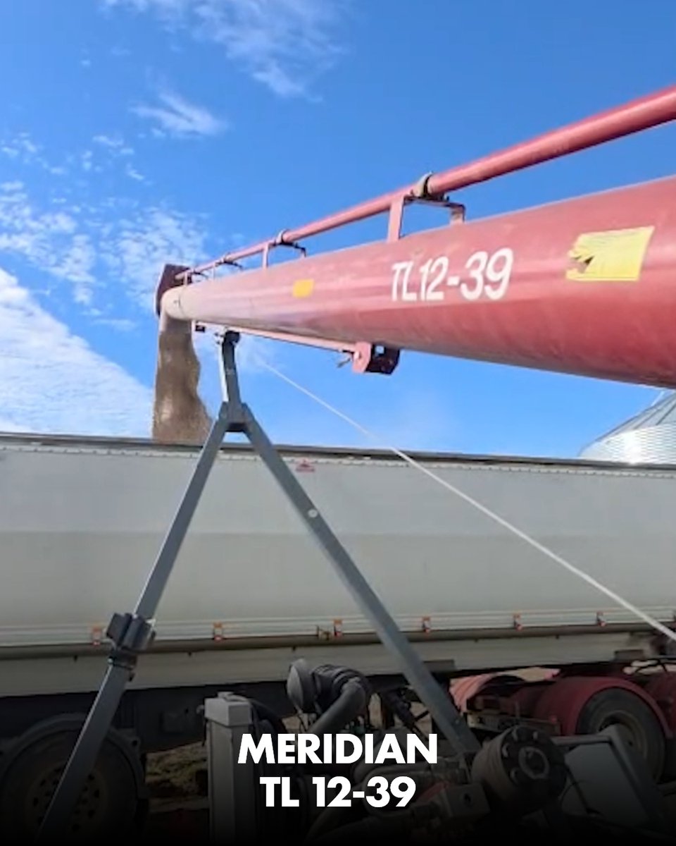 PhilHaeusler_'s tweet photo. Meridian 1239TL in action — moving grain straight from silo to truck. 🚛

Smooth, efficient loading that keeps things flowing and trucks turning over without delay. Built for reliability when it matters most.

#meridian #truckloader #grainhandling #australianagriculture 🚜 https://t.co/b8pt4ubHul