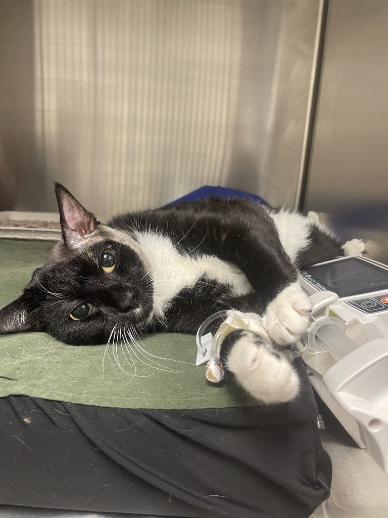 Friends of Bear Cat Rescue tweet media