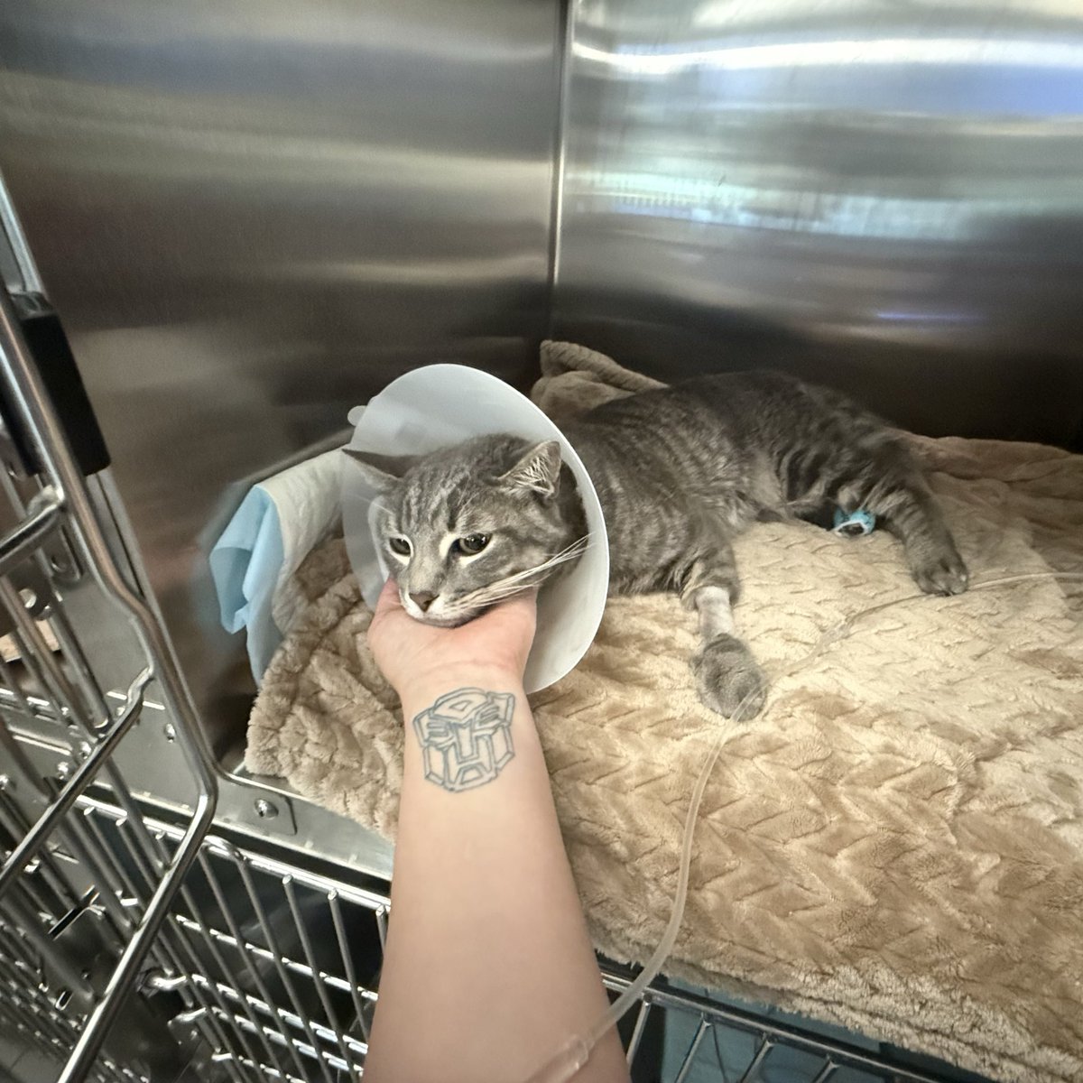 Chelssayye's tweet image. Astrovious, my beloved cat who brought so much joy into my life, is facing a serious health crisis. He needs urgent surgery to expand his urethra after reblocking, which is life-threatening if not treated.  #cat #cats #help 

gofund.me/cb381378d