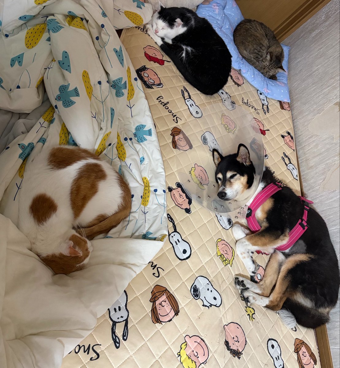 vegelovecat's tweet image. 昼飯はカボチャ入り豆乳おじや
朝飯はポリッジ ソイラテ
大豆のお菓子も食べた
 #vegan #ヴィーガン #保護猫を家族に #保護犬を家族に
午前やる気出ずうだうだ スヤスヤ眠るみなさんを眺める
この平和な日常がずっとずっと続きますように🙏