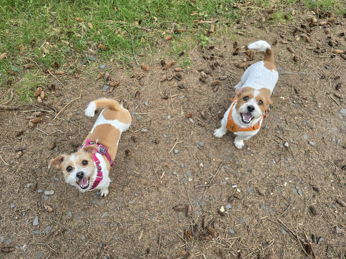 MillieandGriff's tweet image. Look at all these pinecones we found! #dogsofX
