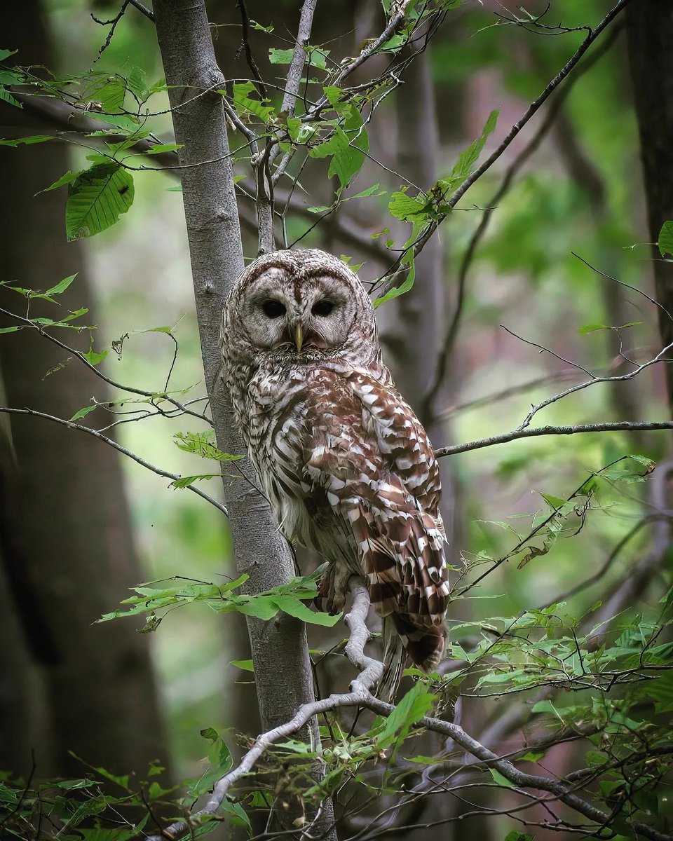 Daily Owls tweet media