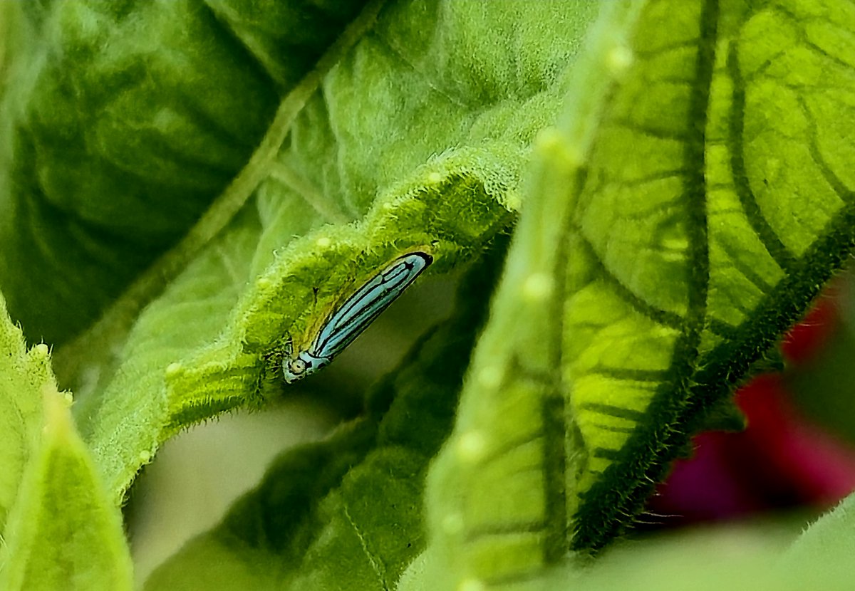 narber_nature's tweet photo. Chicharrita rayada (Graphocephala flavovitata)
Entre el verdor de las hojas se oculta esta diminuta, pero colorida chicharrita, un insecto que se alimenta de la salvia vegetal y forma parte esencial de los ecosistemas.
#chicharritarayada #biodiversidadmexicana #insectos https://t.co/NmIyfjSVS8