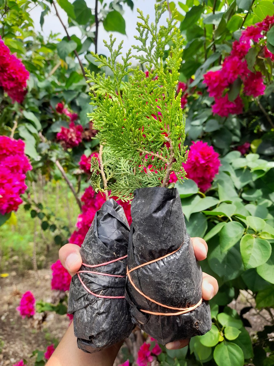 I'll take the best care of you until you're tall &amp; lush. Stay healthy, my little Thuja. 🥲🌿🌲