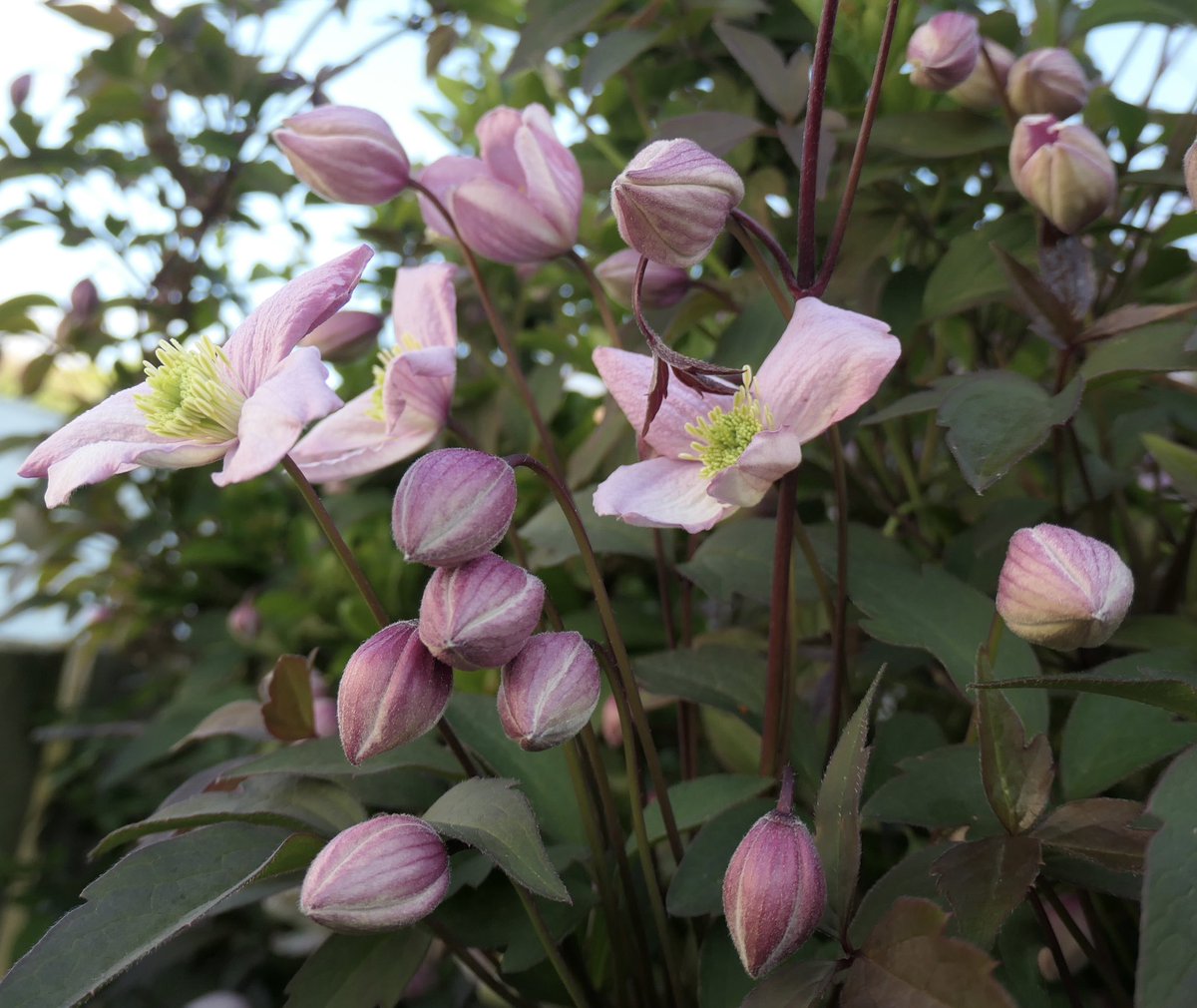 bumblebuddeez's tweet image. Happy #ClematisThursday with the first Clematis Blooms in our garden on the last day of #April 🌸🌿💕🌿🌸🌿💕🌿🌸