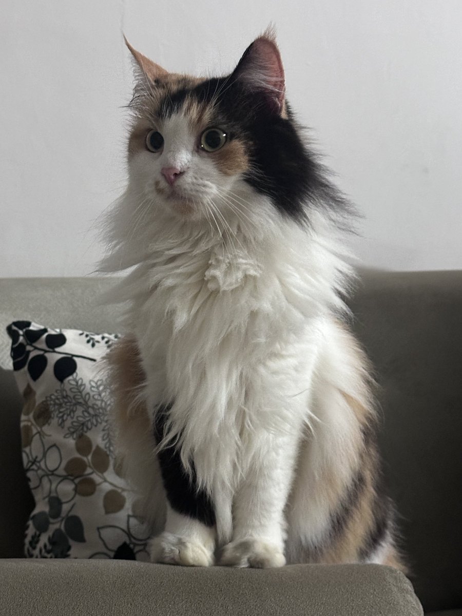 halo aku kucing tweet media