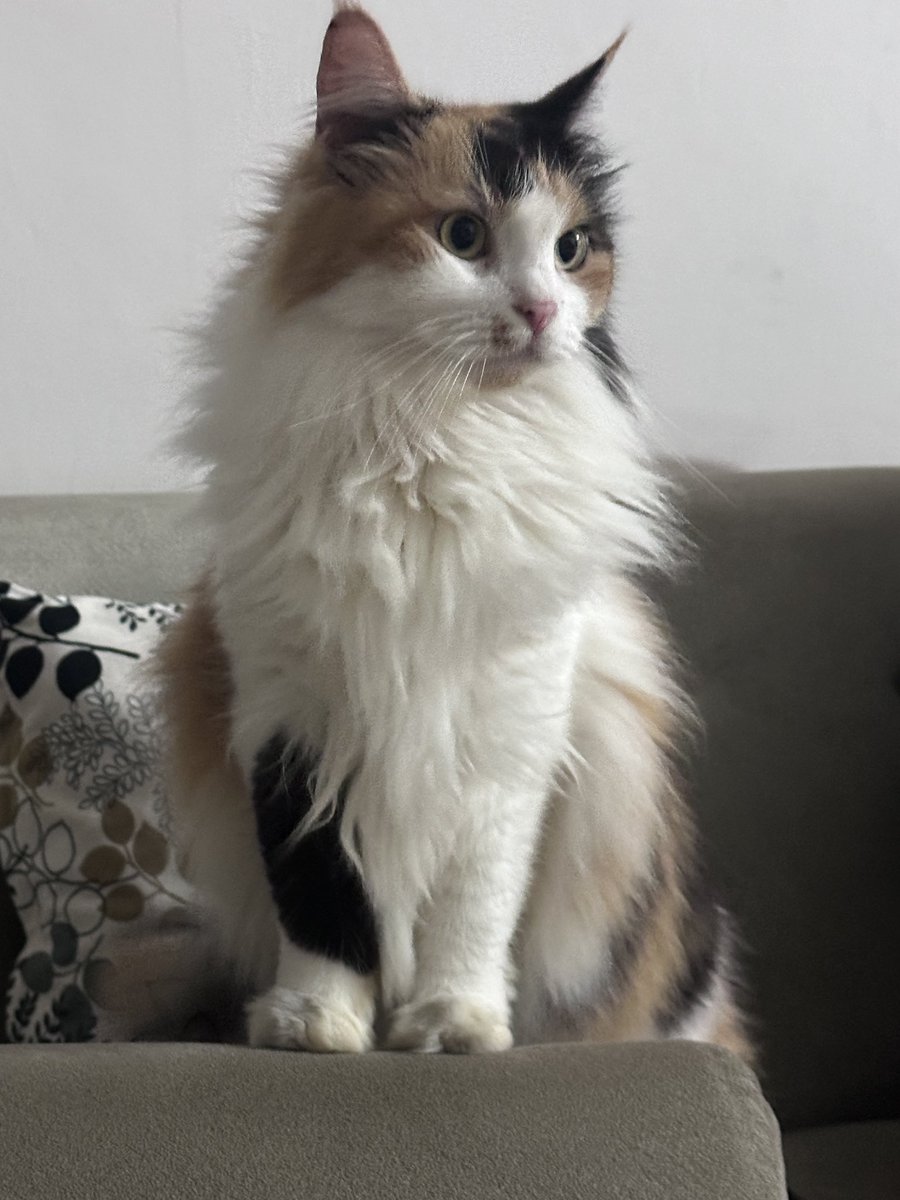 halo aku kucing tweet media