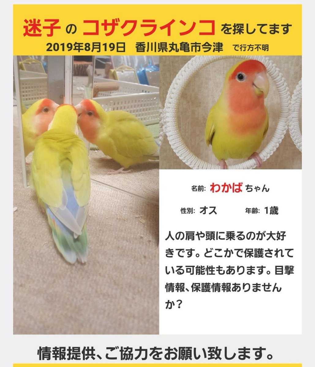 香川県迷子コザクラインコのわかばを探しています tweet media