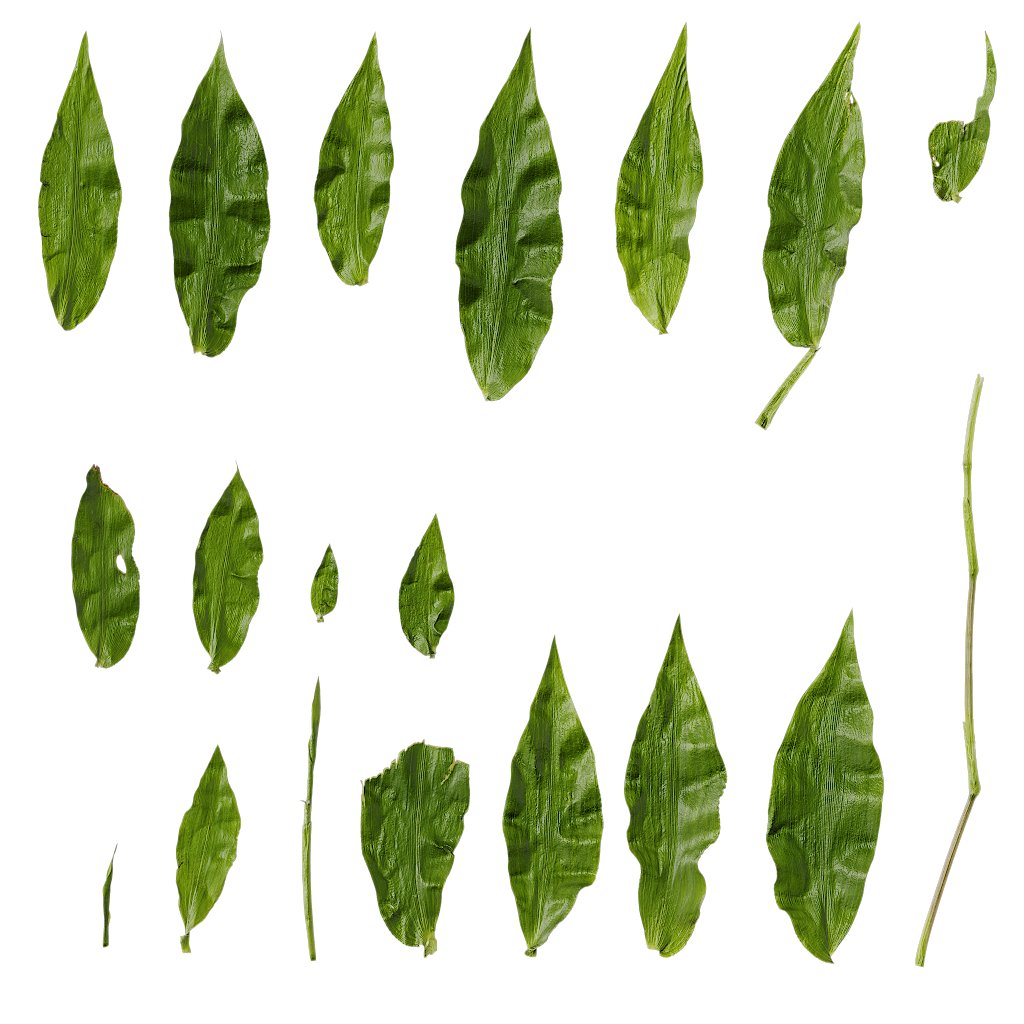 pbrpxcom's tweet photo. New Texture: PX_Chrysopogon_aciculatus_Leaf_02      
free download:https://t.co/vCwDXwO8Z5 
#cc0 #b3d #blender #free #pbr #digitalart #3DAssets #realitycapture #realityscan #photography https://t.co/uuf0DYeigL