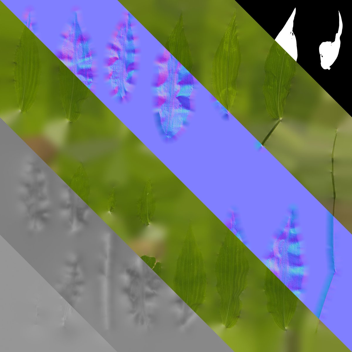 pbrpxcom's tweet photo. New Texture: PX_Chrysopogon_aciculatus_Leaf_02      
free download:https://t.co/vCwDXwO8Z5 
#cc0 #b3d #blender #free #pbr #digitalart #3DAssets #realitycapture #realityscan #photography https://t.co/uuf0DYeigL