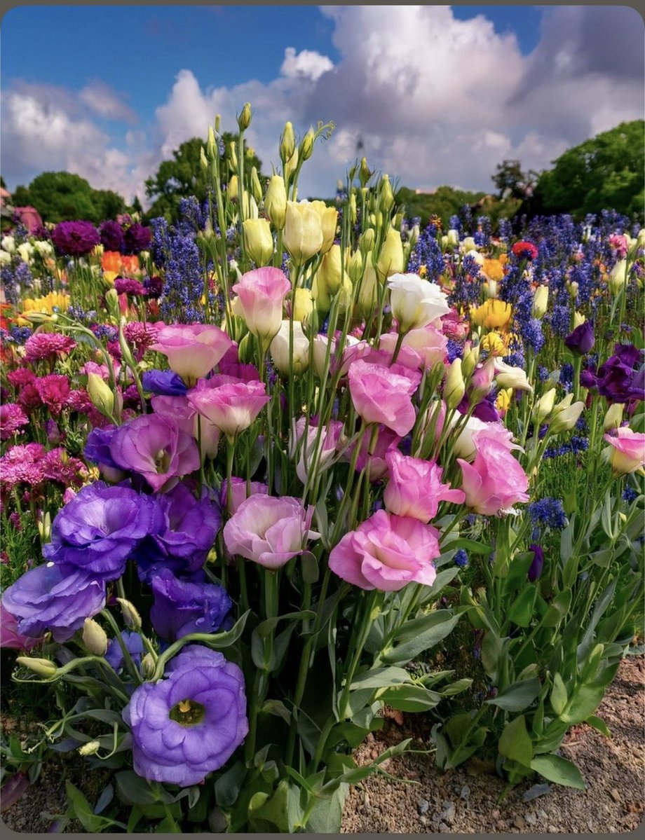 kuremel ⚖️ tweet media