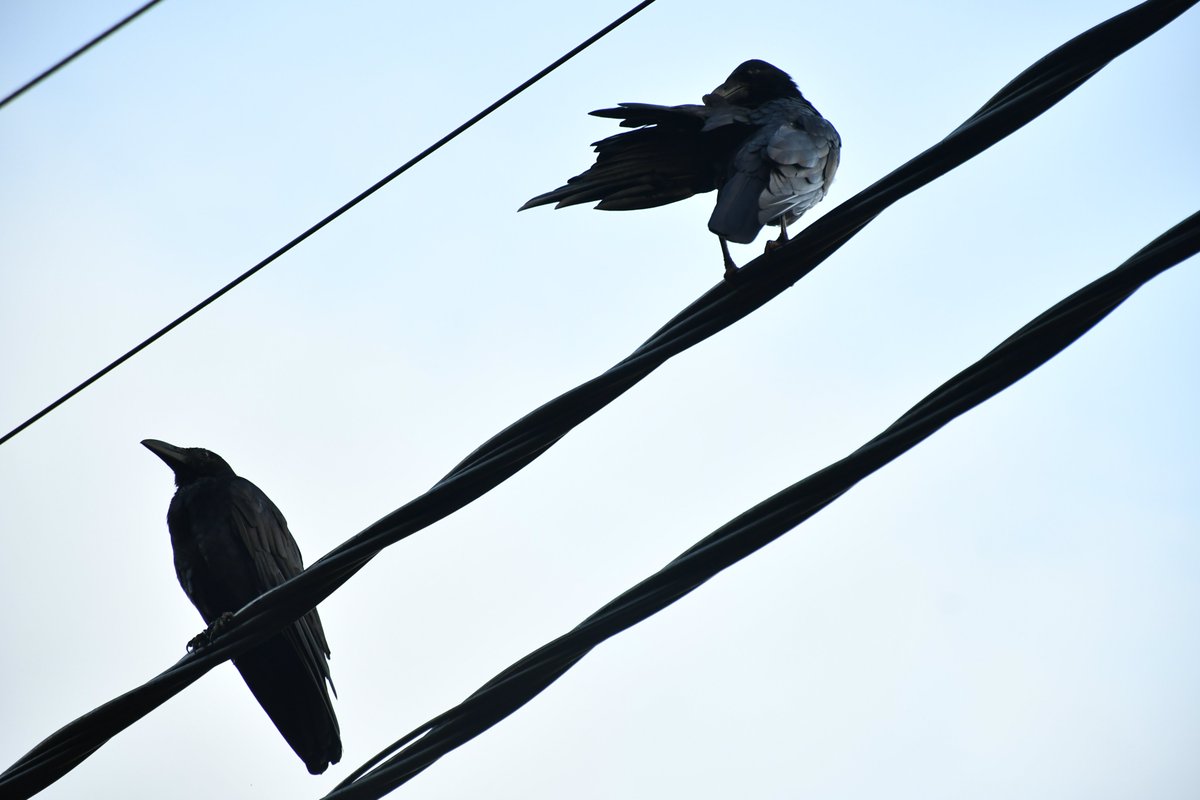 KSajini20005's tweet image. Silent Watchers

Two crows. One moment.
Stillness meets motion in a quiet sky.
A minimal capture of balance, awareness, and urban nature.

💰 0.02 ETH
🔗 Available now (opensea.io/collection/kss…)

#NFT #NFTArt #Photography #Minimalism #CryptoArt #Web3 #NFTCommunity