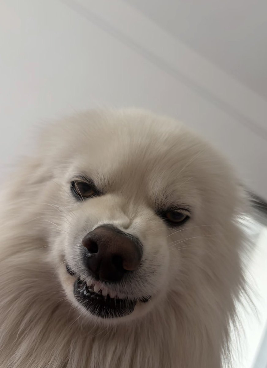 twaniimals's tweet photo. https://t.co/dmPIvXPrBT
