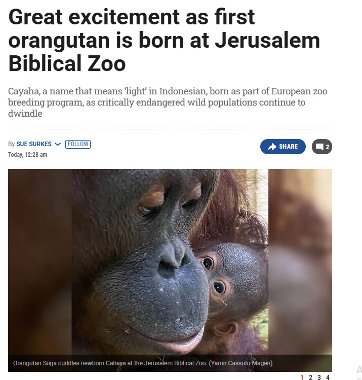 confident dev tweet media