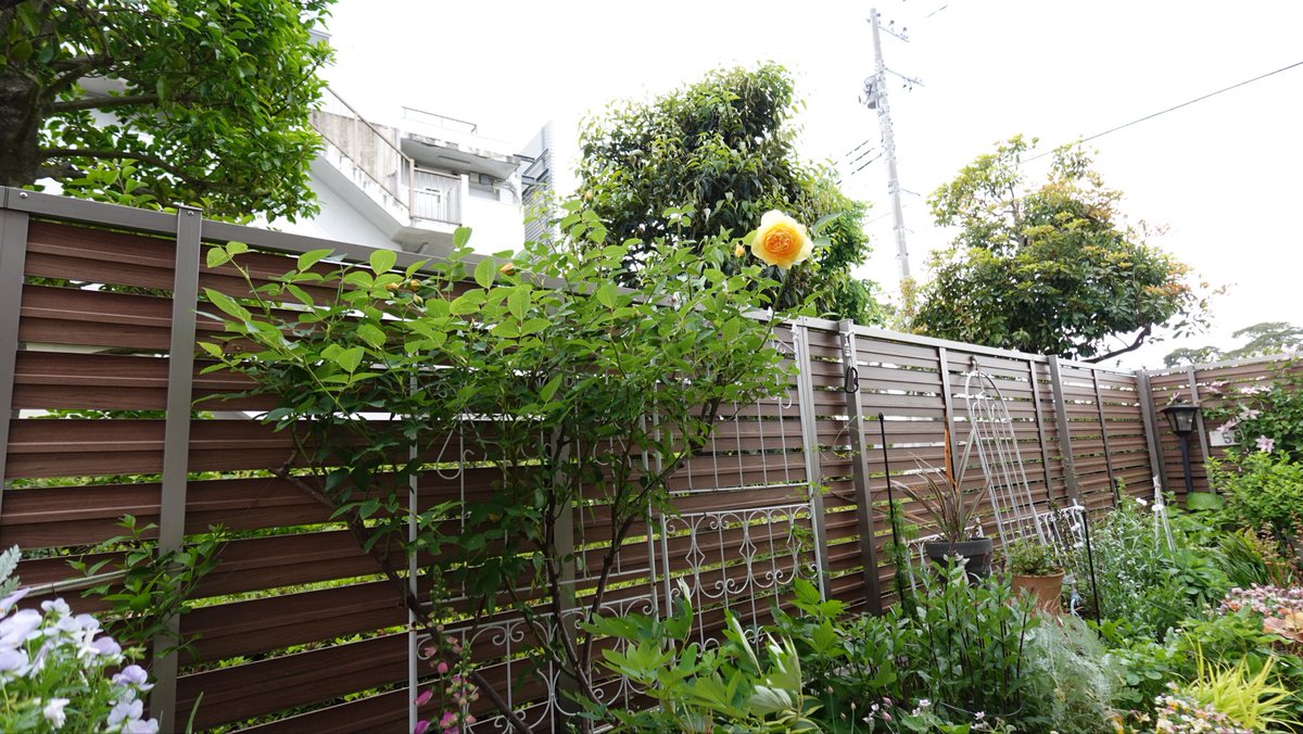 SmallGardenLife's tweet photo. 無農薬栽培に挑戦して2年目。
ついに！ついに！
昨年咲かなかったグラハムトーマスが咲きました😭❤️
まだ蕾がたくさん待ってます。
嬉しい！ https://t.co/cKMAJHfXxq