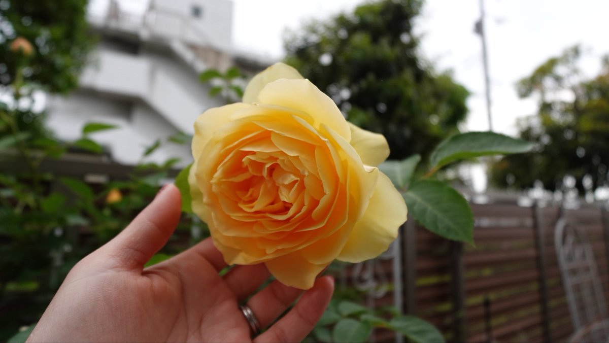 SmallGardenLife's tweet photo. 無農薬栽培に挑戦して2年目。
ついに！ついに！
昨年咲かなかったグラハムトーマスが咲きました😭❤️
まだ蕾がたくさん待ってます。
嬉しい！ https://t.co/cKMAJHfXxq