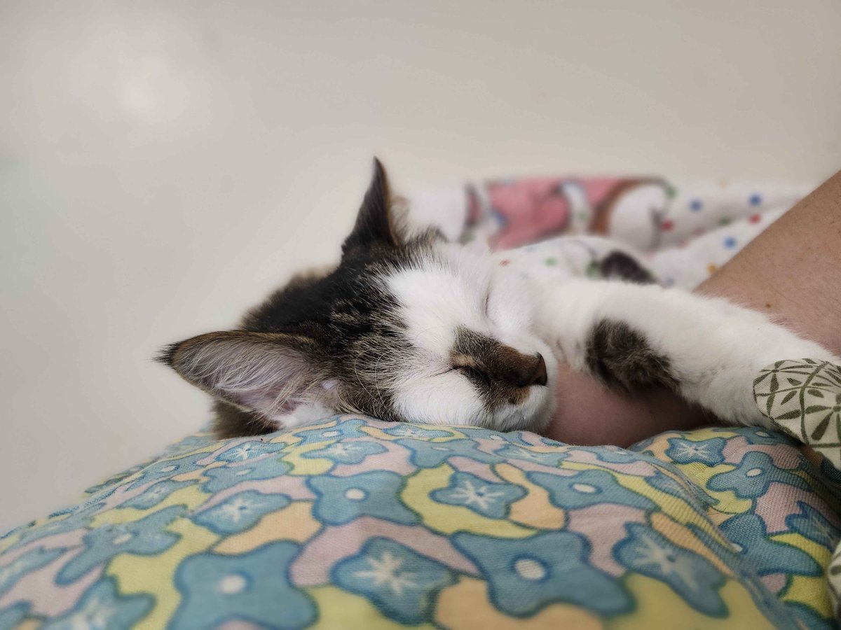 dragonwriteer's tweet photo. ๐พ Help Oliver Recover ๐พ
My friendโs cat Oliver had surgery, but the medical bills are overwhelming. Any donation helps support his recovery.
๐Donate: https://t.co/mvsb75nxml
#CatFundraiser #PetRecovery #AnimalLovers #CatsOfTwitter #DonateIfYouCan #SupportPets #GoFundMe https://t.co/bVH9ukypfn