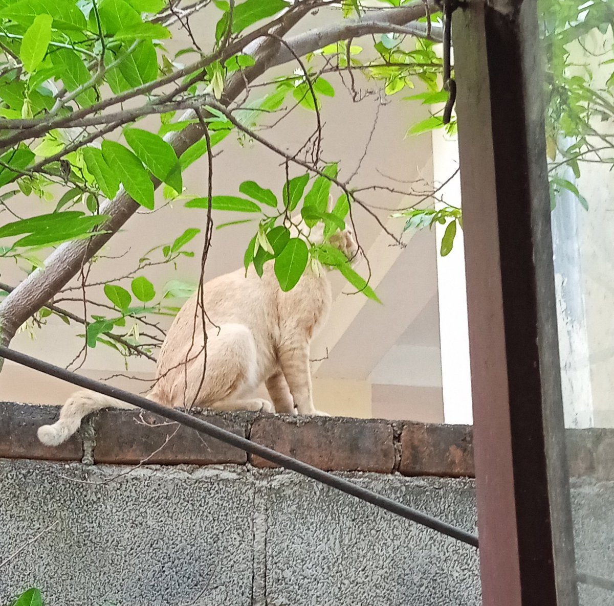 10sunshinegal's tweet photo. #ViewFromMyWindow:
This mini lion-ish tomcat was chilling under my #CustardApple tree savoring its sweet smell, shade & #birdsong! Then it #catwalked away. Unbothered by wall's sizzling concrete bricks #Chennai โ๏ธ!
Whither #mangoshowers? #agninakshatram (peak heat) is enroute! https://t.co/8igwB1KJg2
