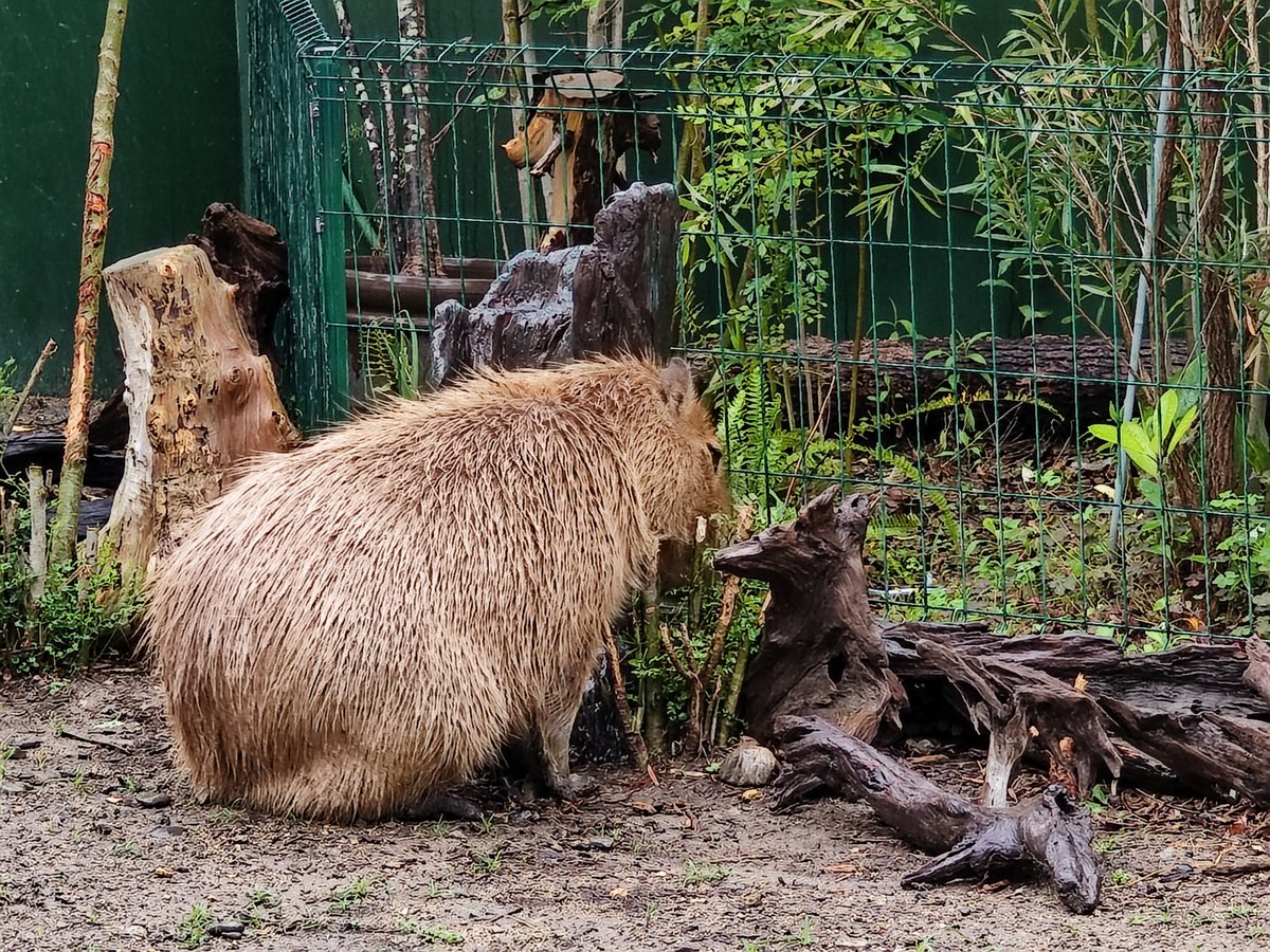 宇摩志麻_GR tweet media