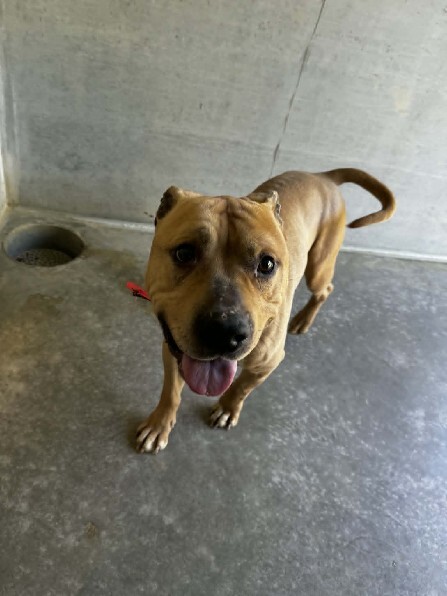🟢 🐶 Chien trouvé le 27/04/2026 à Jaulny (54).
Mâle / Identifié(e) : Oui

☎️ 03 83 23 33 23
📧  velaine@sacpa.fr

#VigiPets #chienperdu #chientrouve #chien #perdu #trouve
