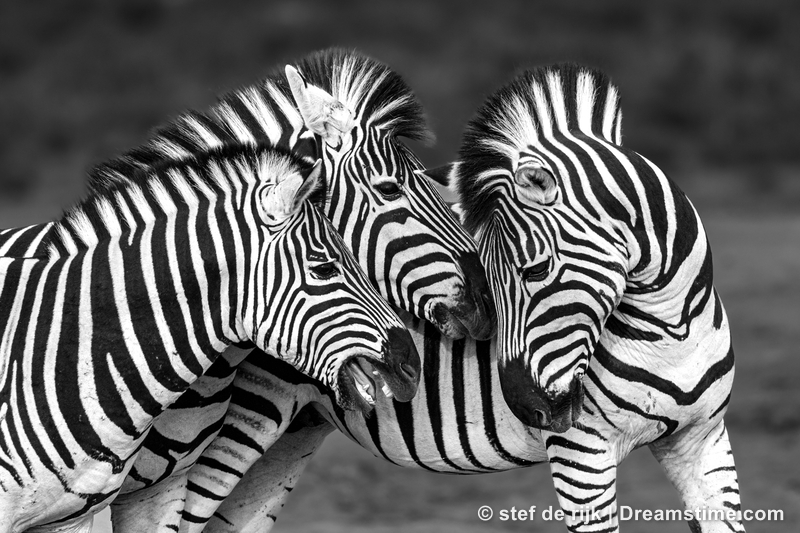 Dreamstime's tweet image. Want to be in the club? All you need is stripes
dreamstime.com/heartwarming-w…
#WildlifePhotography #Zebra #PlainsZebra #EquusQuagga #Wildlife
#NaturePhotography #AnimalPhotography