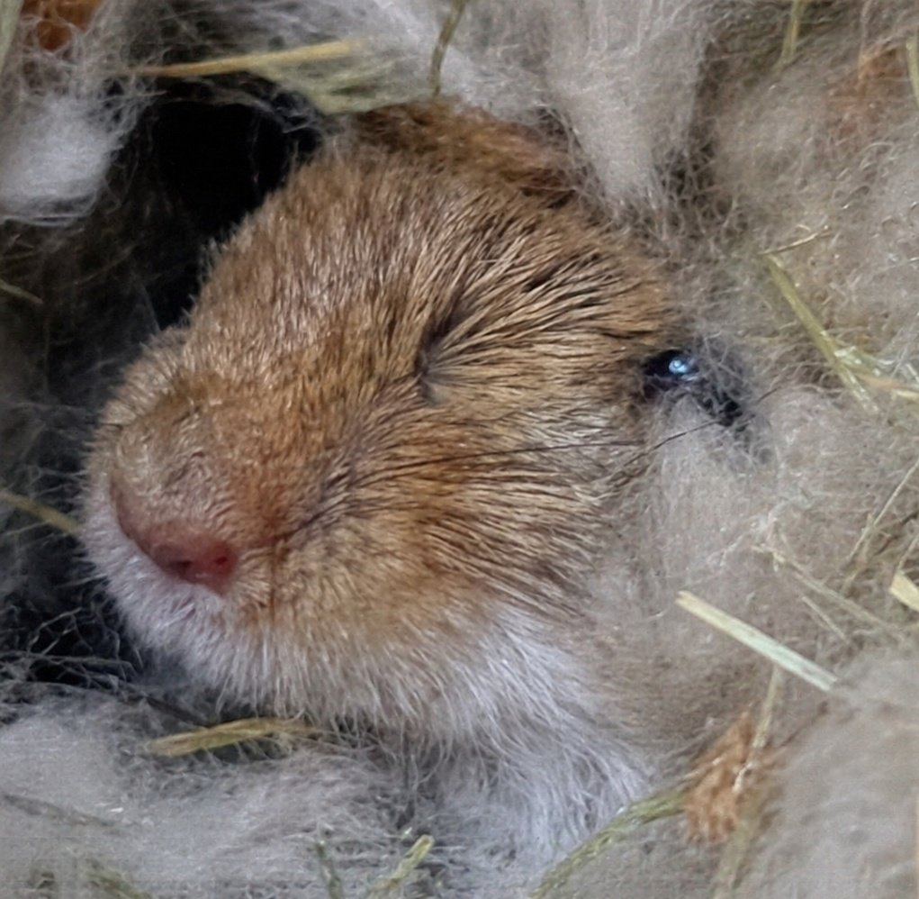 riri ❀ᬊ tweet media