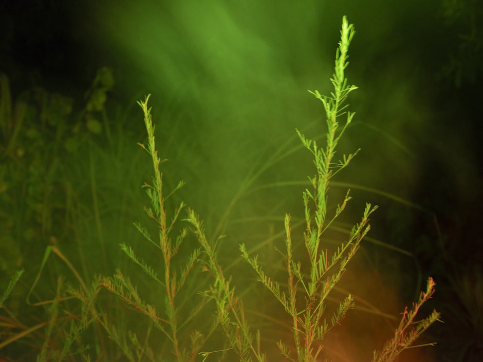 Lula Japan ルラ ジャパン tweet media