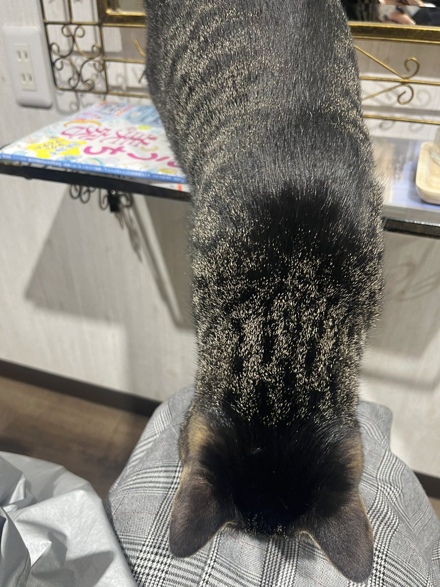 シキ🍓( ᷄ᾥ ᷅ )❂Ultima tweet media