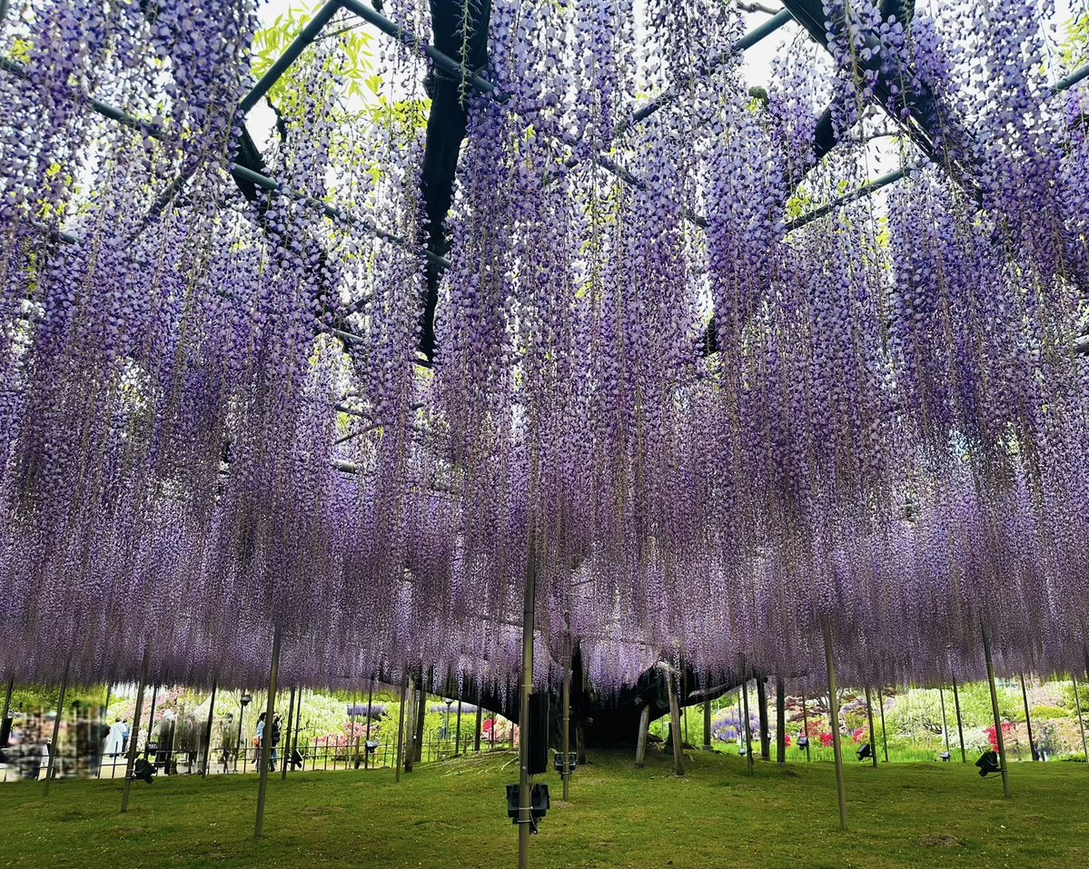 井上麻里奈 tweet media