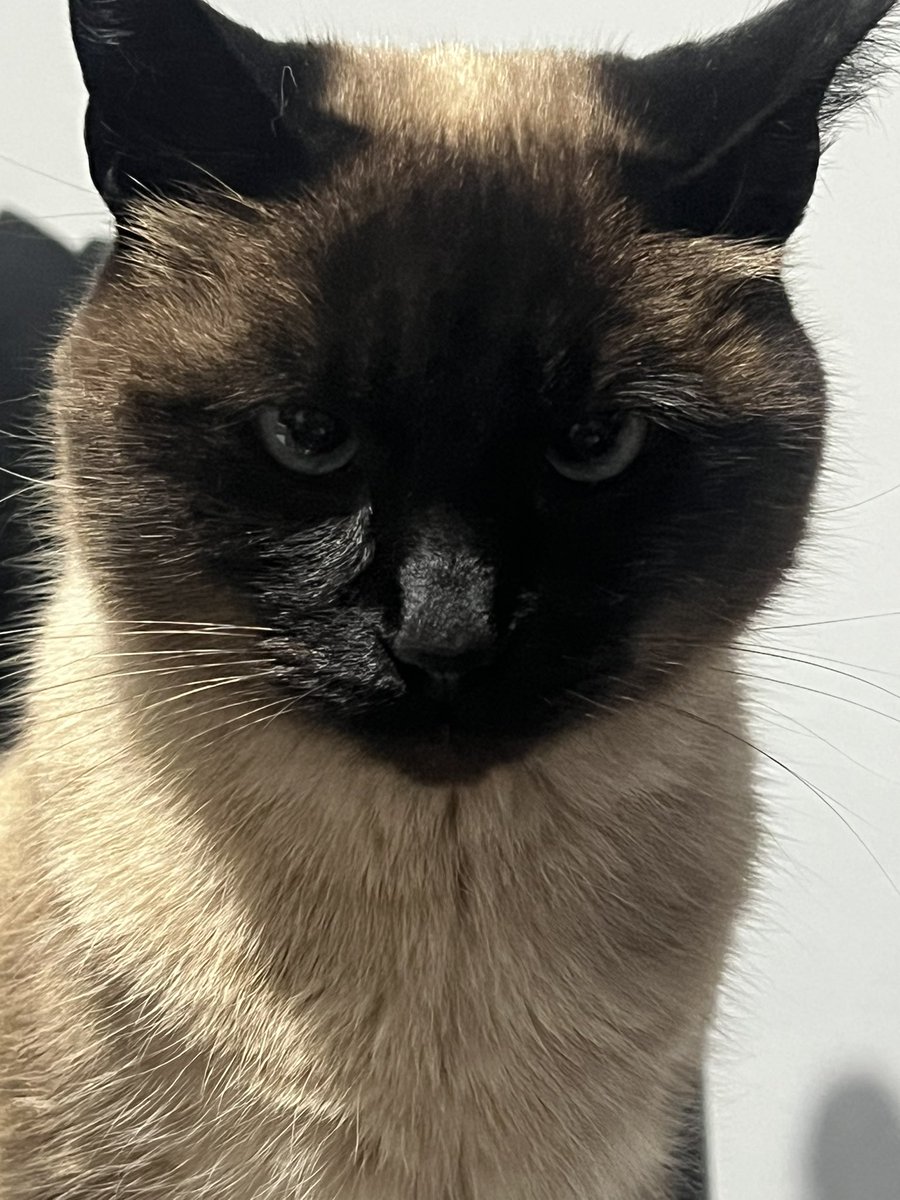 eltaltete's tweet image. Capuchino -#follow