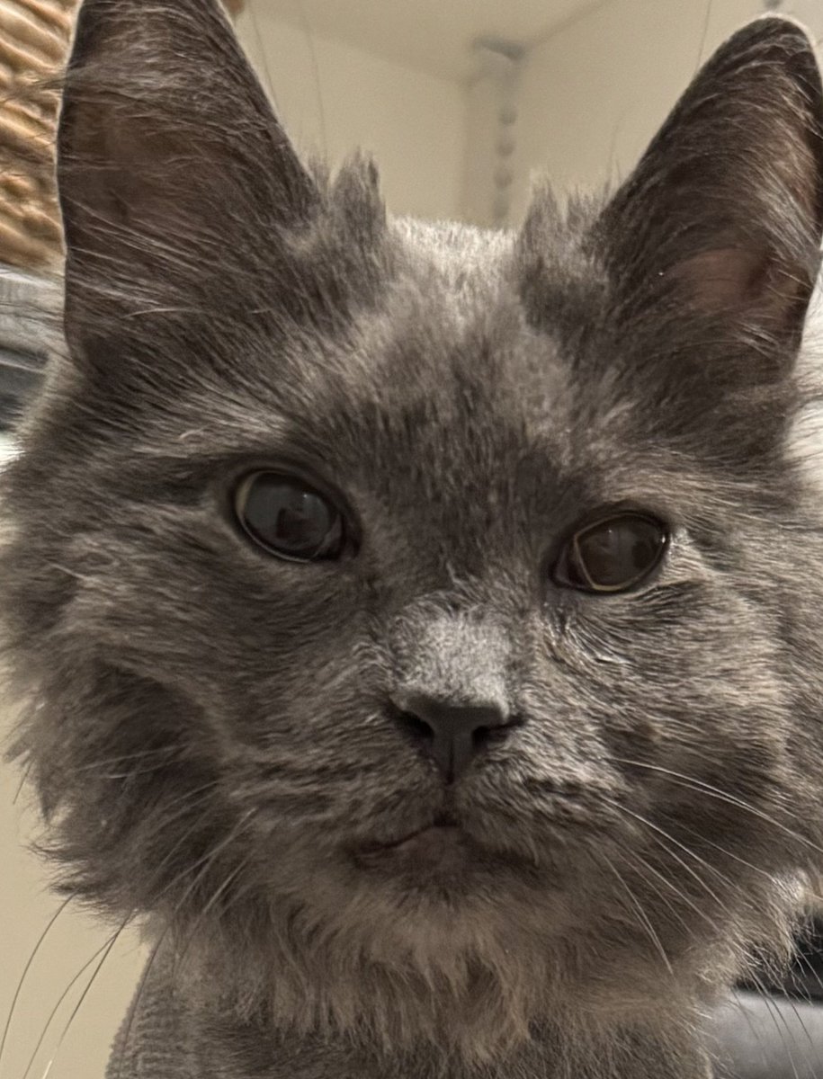 𝙱𝚛𝚎𝚎 𝙽𝚎𝚟𝚎𝚛 𝙱𝚛𝚘𝚔𝚎 𝙰𝚐𝚊𝚒𝚗 🐨ིྀ tweet media