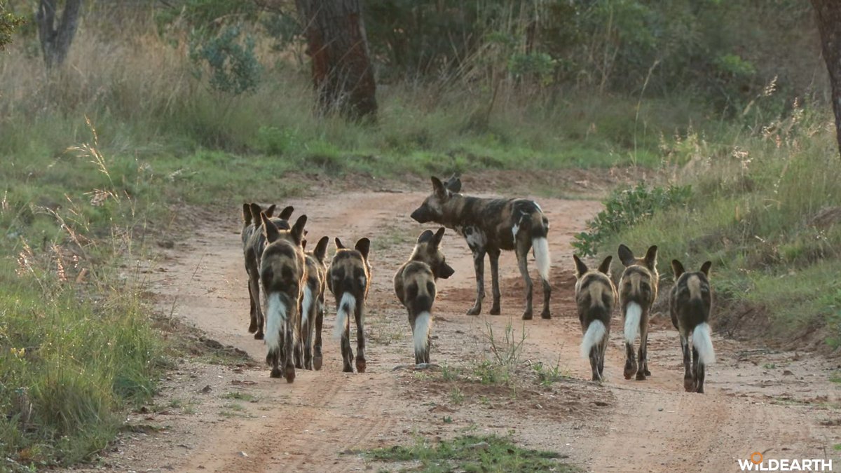 WildEarth tweet media