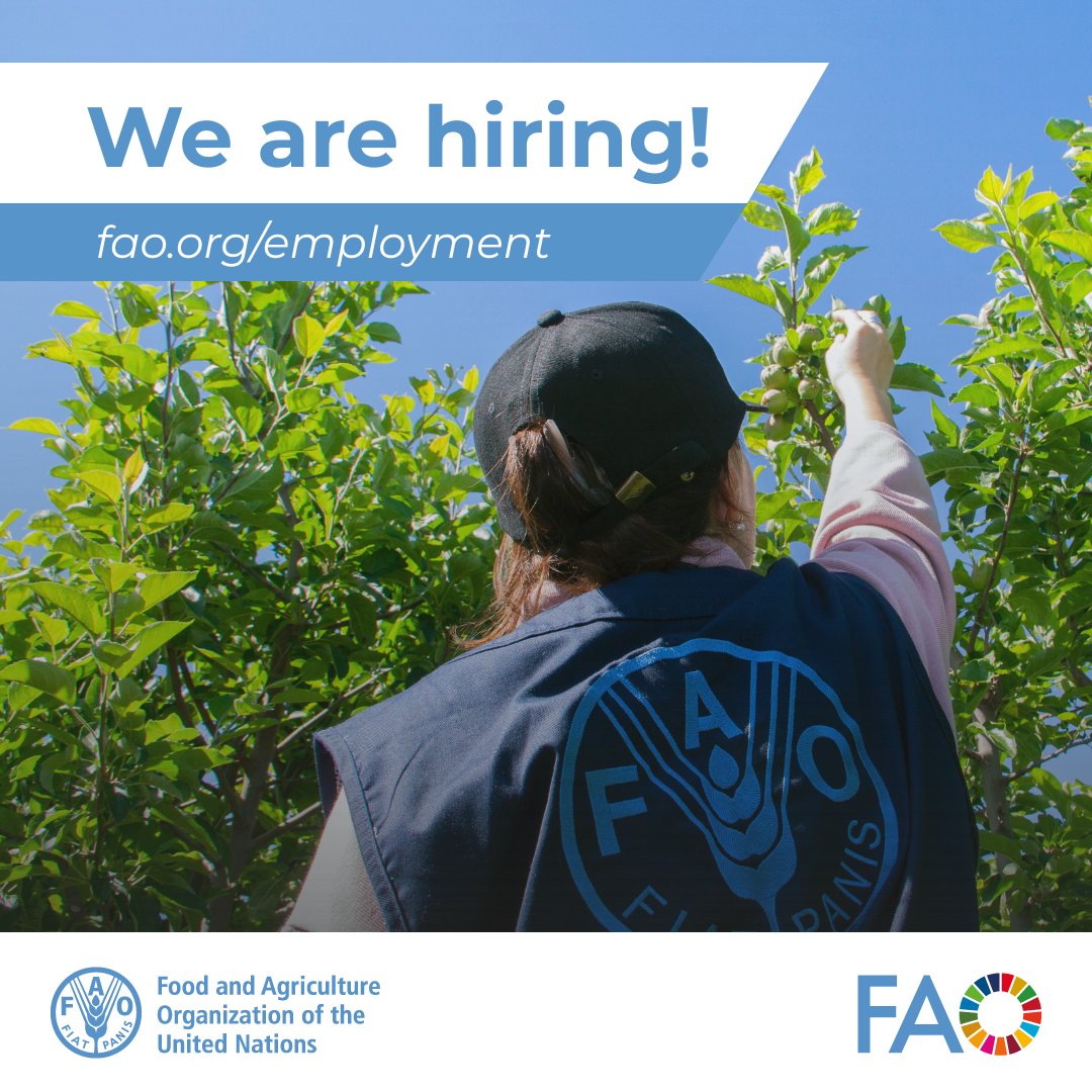 FAOPlants's tweet image. 🔔 Last Call! 

@FAO‘s Plant Production and Protection Division is hiring a Biostimulant, Biofertilizer, and Fertilizer Specialist
 
📍Location: Rome, Italy  
🗓️Deadline: 4 May 2026  

Do not miss the opportunity, apply now 👉: bit.ly/4mtOWKc 

#ApplyNow #UNJobs #JobOp
