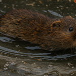 Photo by Peter Hammond (@watervole3)