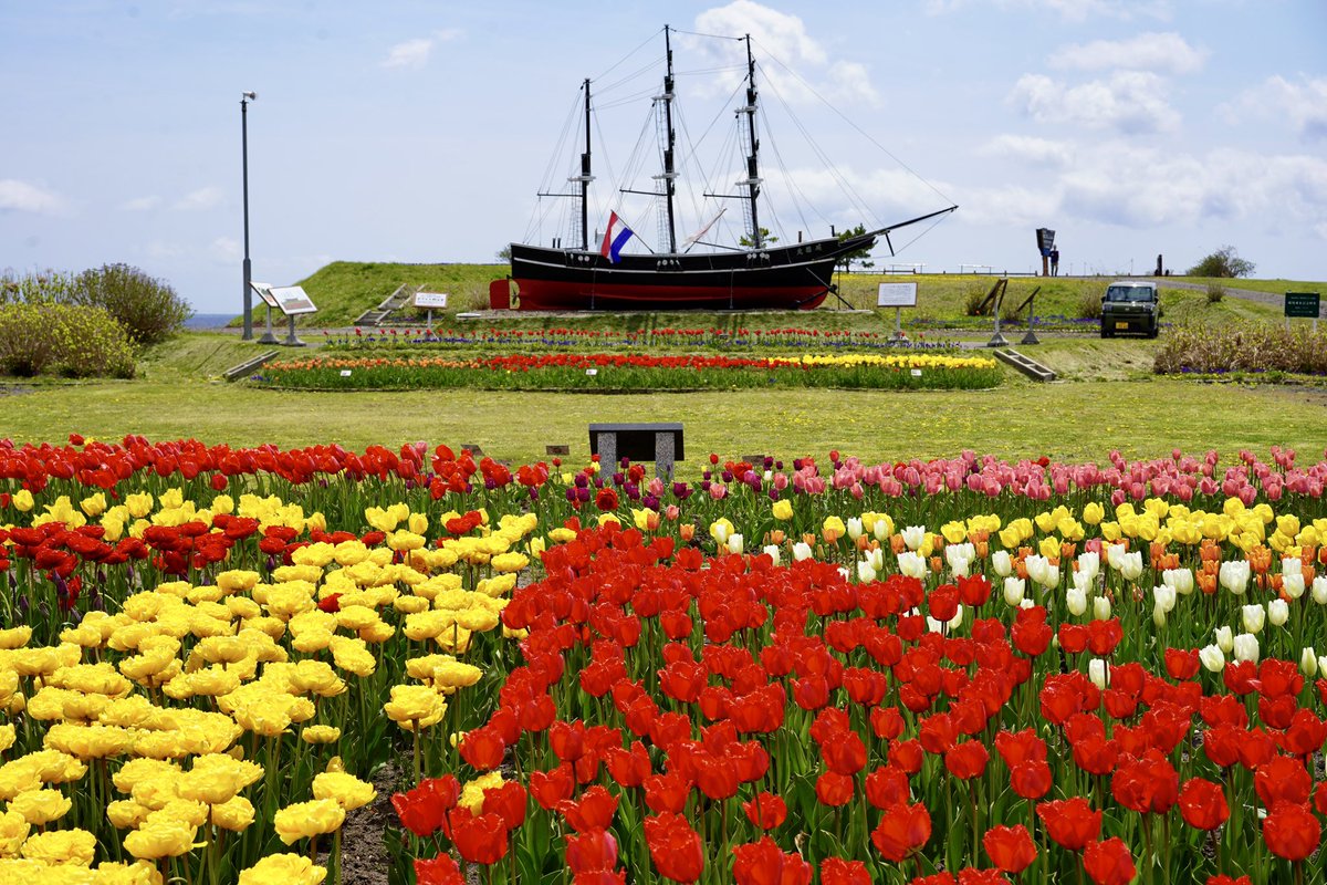 4月30日(木)開花状況🌷🌸 🌷サラキ岬チューリップ花園🌷 チューリップ