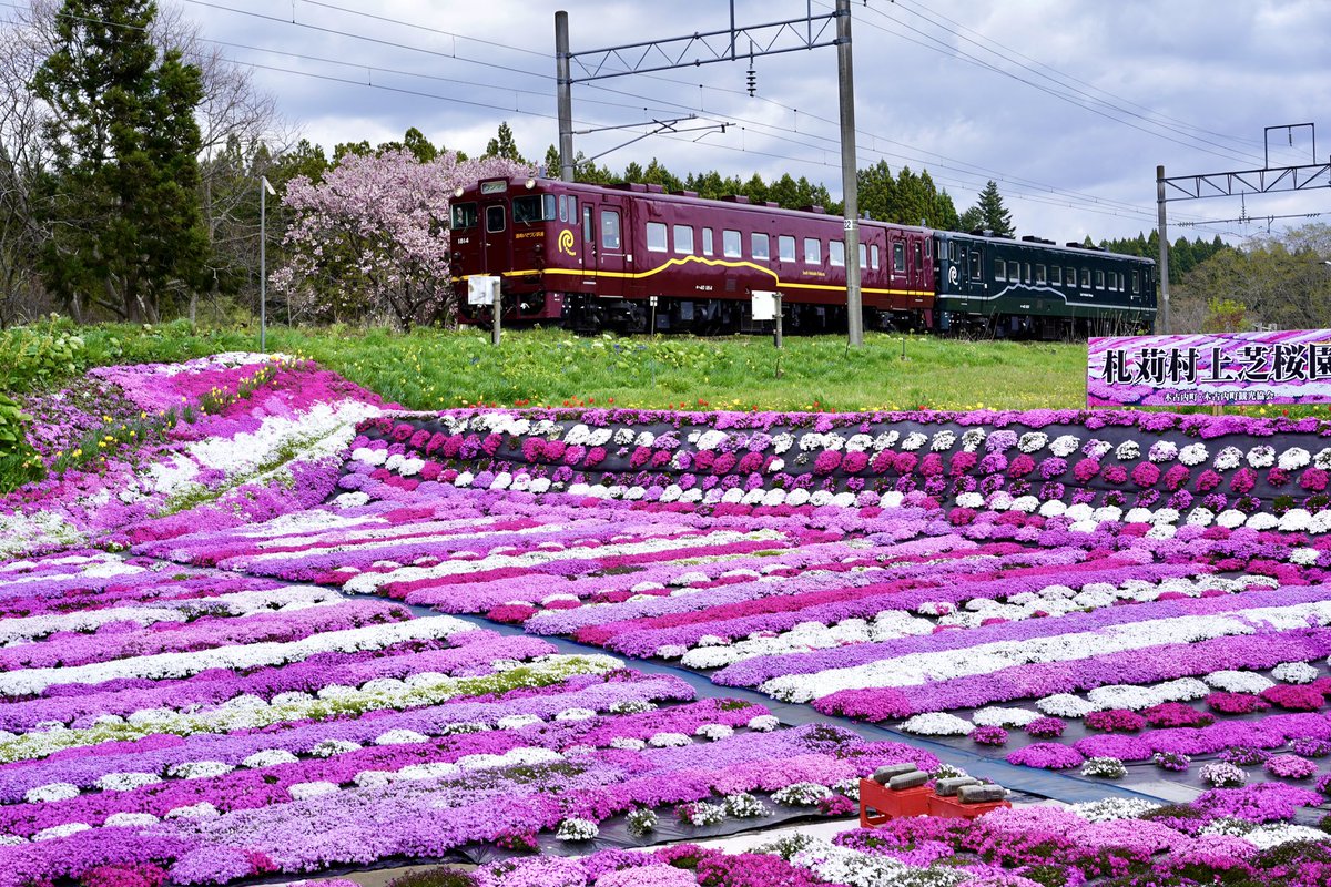 4月30日(木)開花状況🌷🌸 🌷サラキ岬チューリップ花園🌷 チューリップ