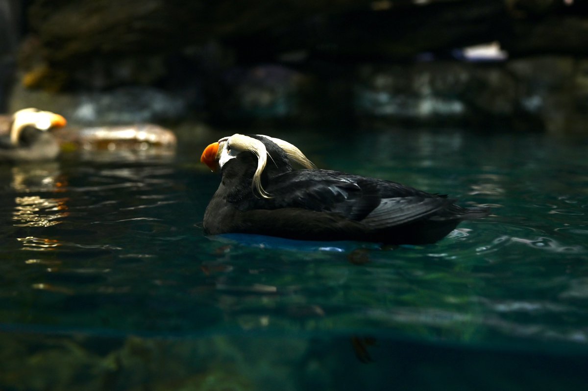 水槽のリニューアル控えてるんだね