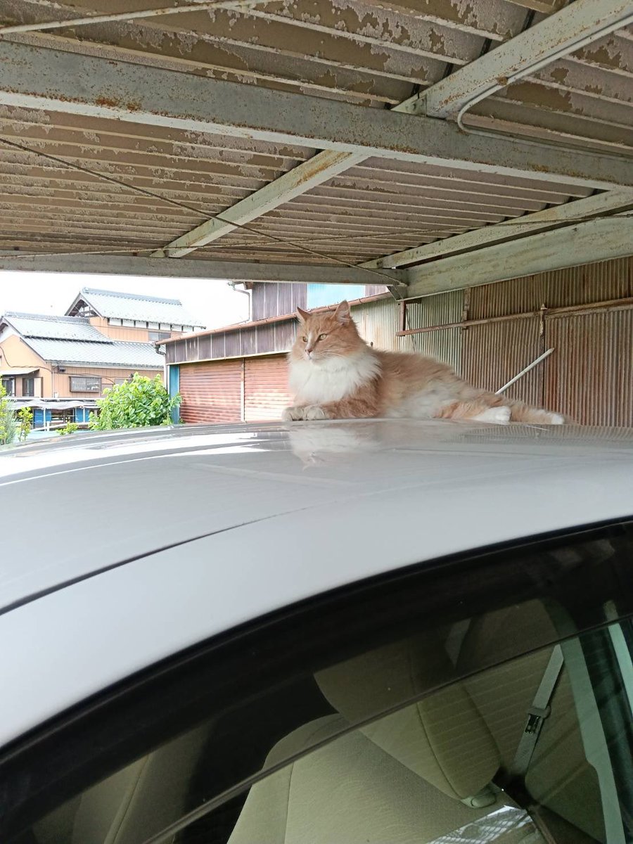 duster_5392's tweet photo. 車の上に乗るロクちゃん
お腹が涼しくて気持ちいいんかな🤔 https://t.co/V008aD5ybs