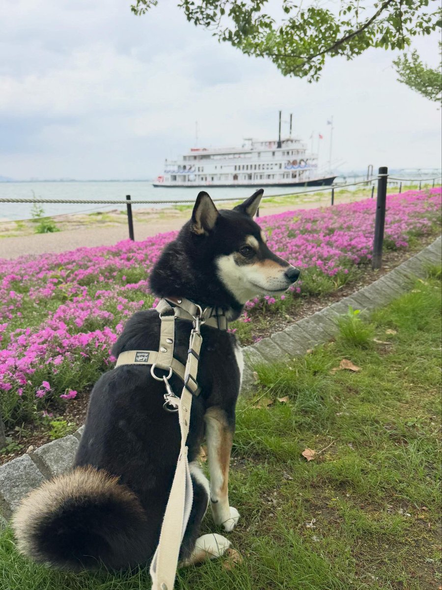 biwako_hinode's tweet photo. 日の出とお船🛳️と芝桜🌸

#琵琶湖
#ミシガン
#芝桜 https://t.co/NcCGnNOotS